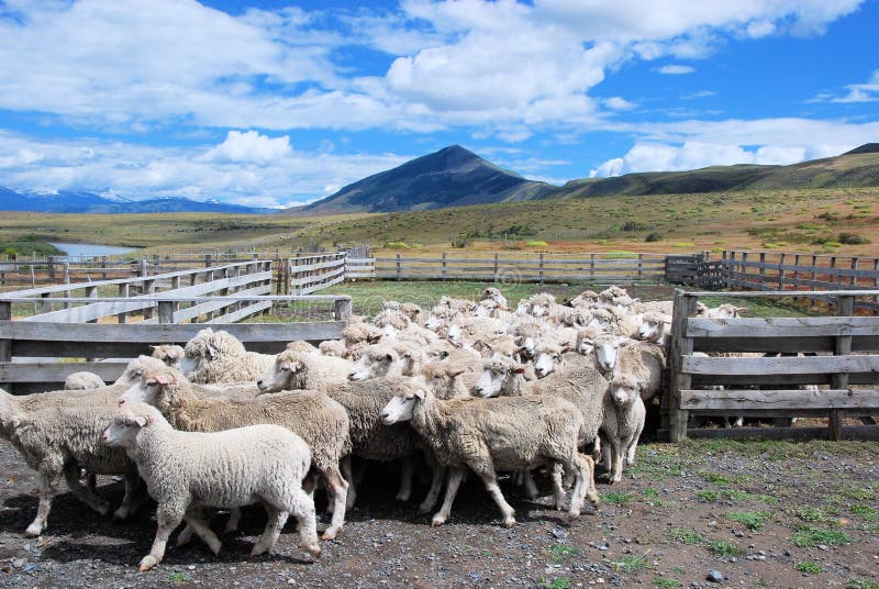 Sheep farming in Patagonian estancia Chili with landscape, clouds Sheeps walking out of fence stock photo Sheep farming in Patagonian estancia Chili with landscape, clouds Sheeps walking out of fence stock photo