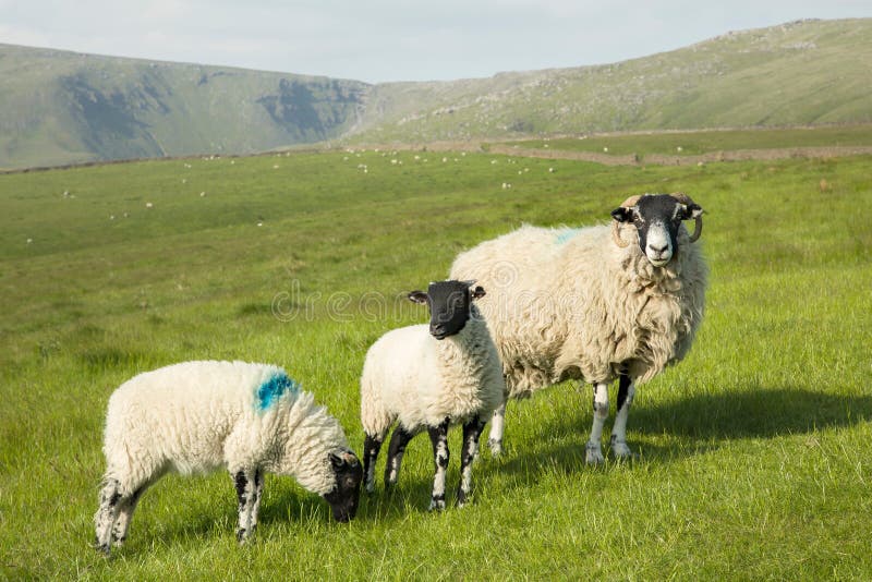 Sheep farming in Peak District, Derbyshire, UK. Ewe with her lambs in a field, sheep farming in Peak District, Derbyshire, UK stock image Sheep farming in Peak District, Derbyshire, UK. Ewe with her lambs in a field, sheep farming in Peak District, Derbyshire, UK stock image