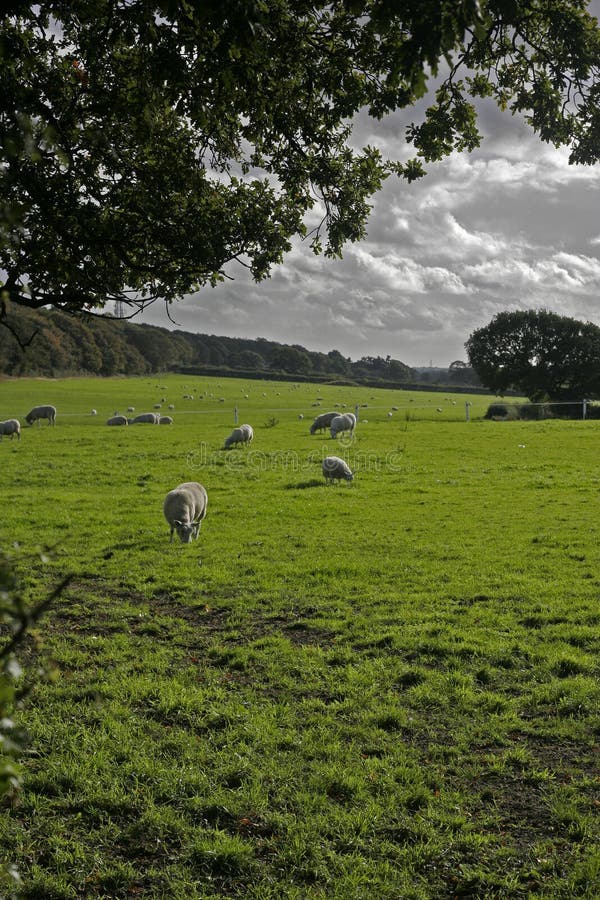 Sheep on Farmland, Wirral, England Stock Photo Image of sheep, field 1398666