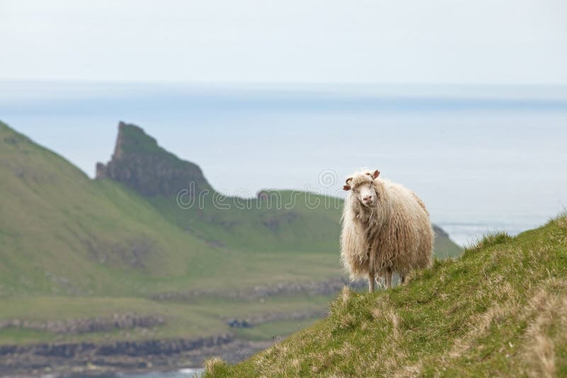 Sheep, Faroe island