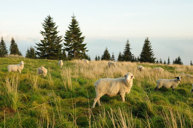 Sheep feeding on grass