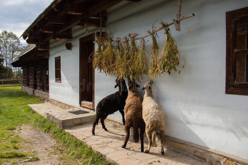 Krmení ovcí na vesnici