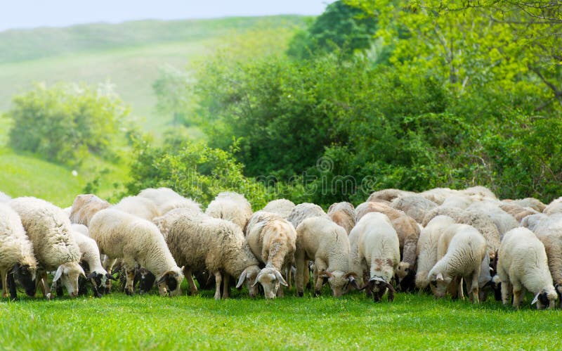 Sheep on a field eating grass