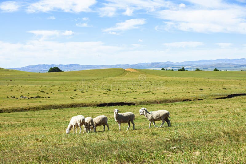 Sheep flock is on the grassland stock photo.