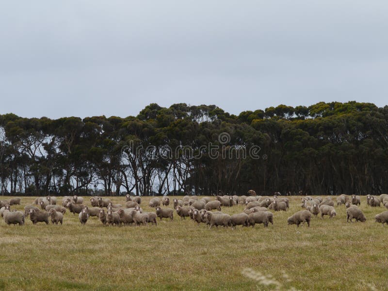 A sheep flock