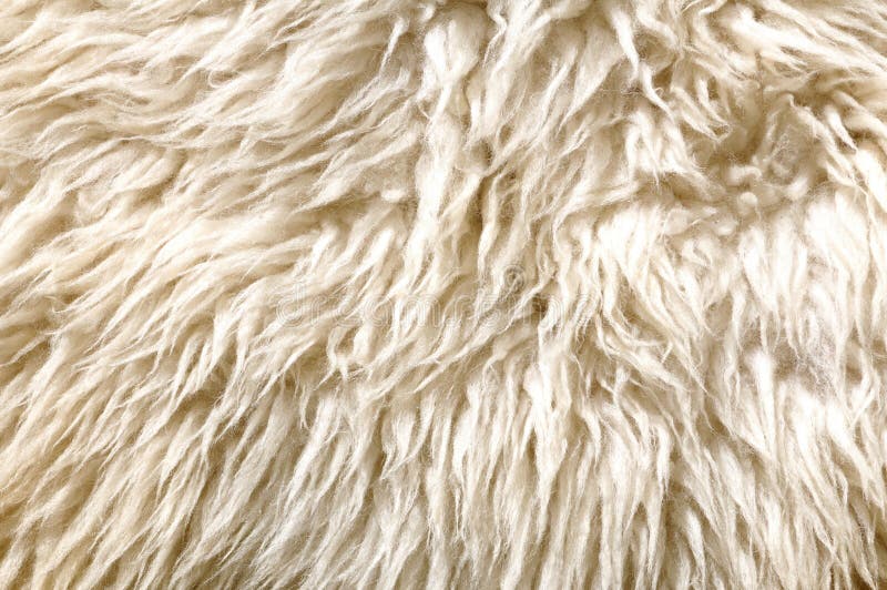 Sheep fur texture