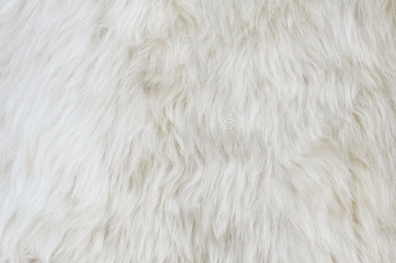 Sheep fur texture