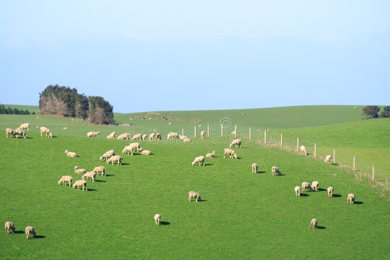 Sheep And Glassland, New Zealand