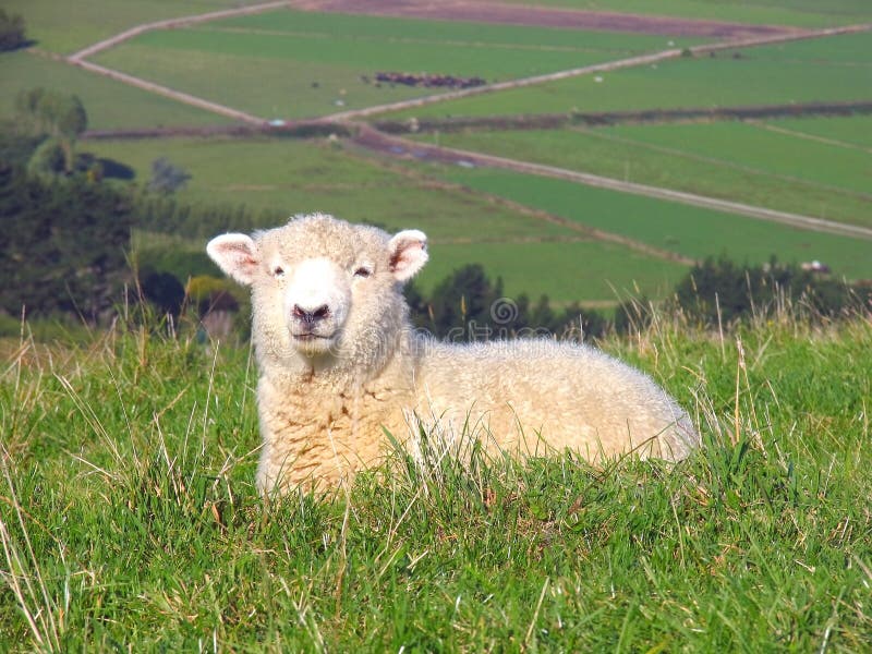 Sheep And Glassland, New Zealand