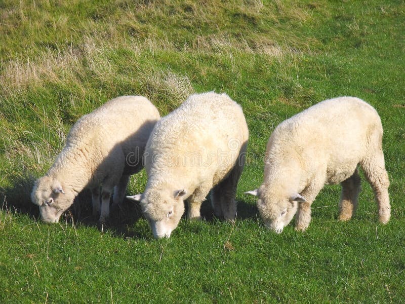 Sheep And Glassland, New Zealand