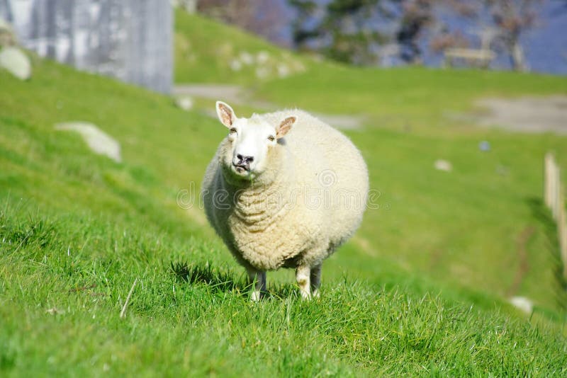 Sheep And Glassland, New Zealand