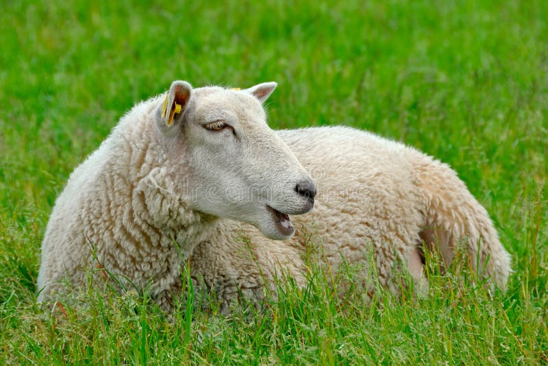 Sheep on the grass stock image. Image of field, farmland - 12648021