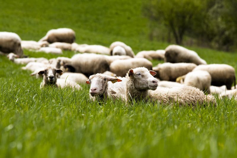 Sheep on grass