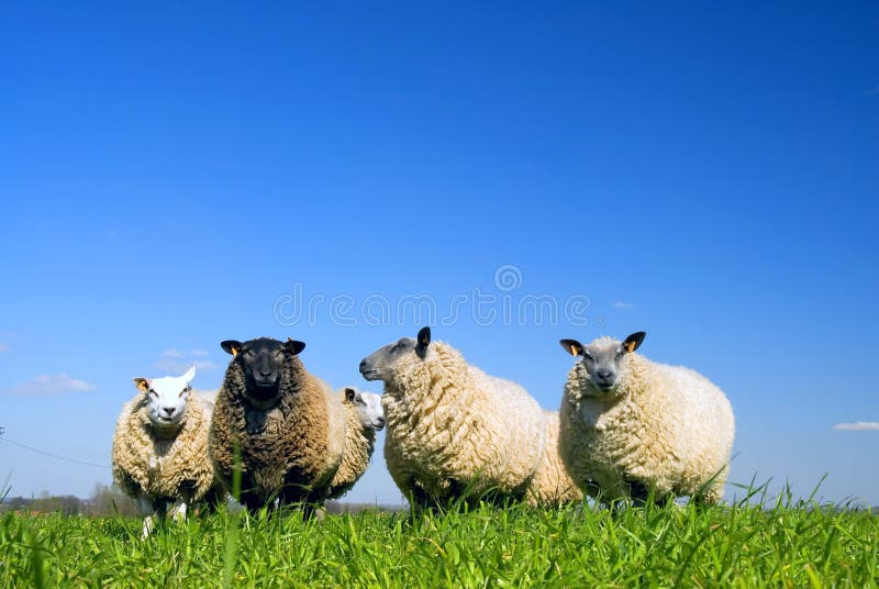 Sheep on grass