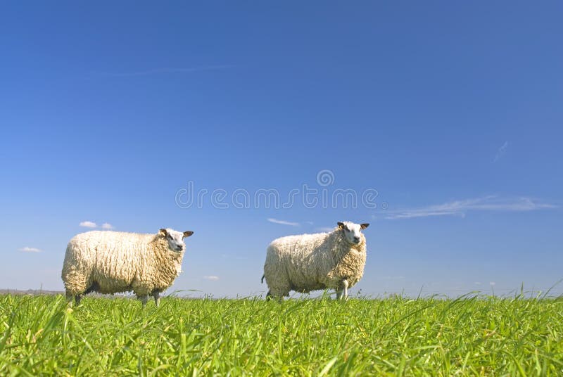 Sheep on grass with blue sky