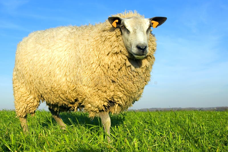 Sheep on grass with blue sky