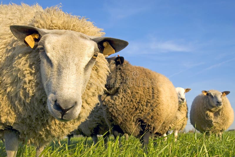 Sheep on grass with blue sky