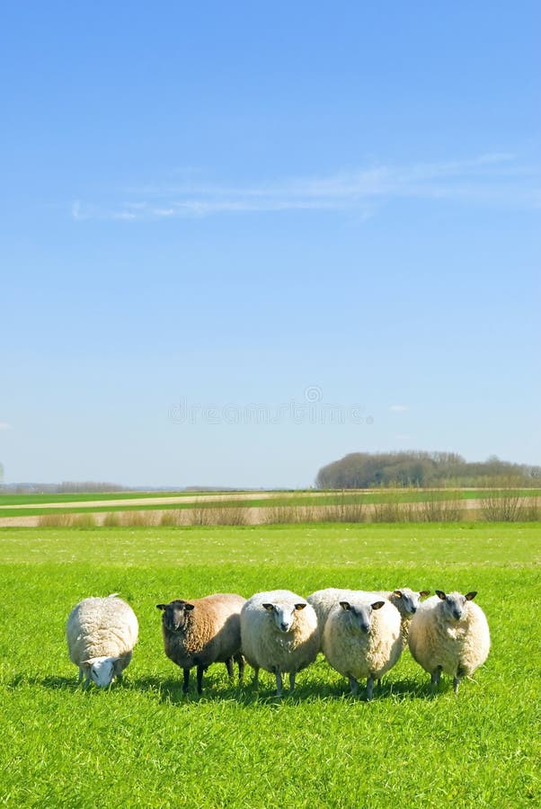 Sheep on grass with blue sky