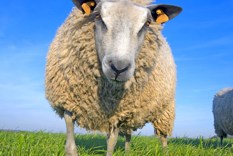 Sheep on grass with blue sky