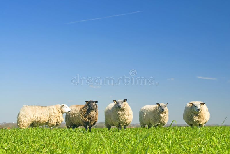 Sheep on grass with blue sky