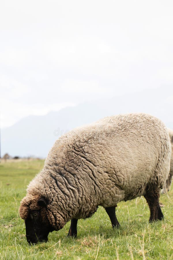 Sheep Graze Outdoors in New Zealand. Small Cattle, Animal Husbandry ...