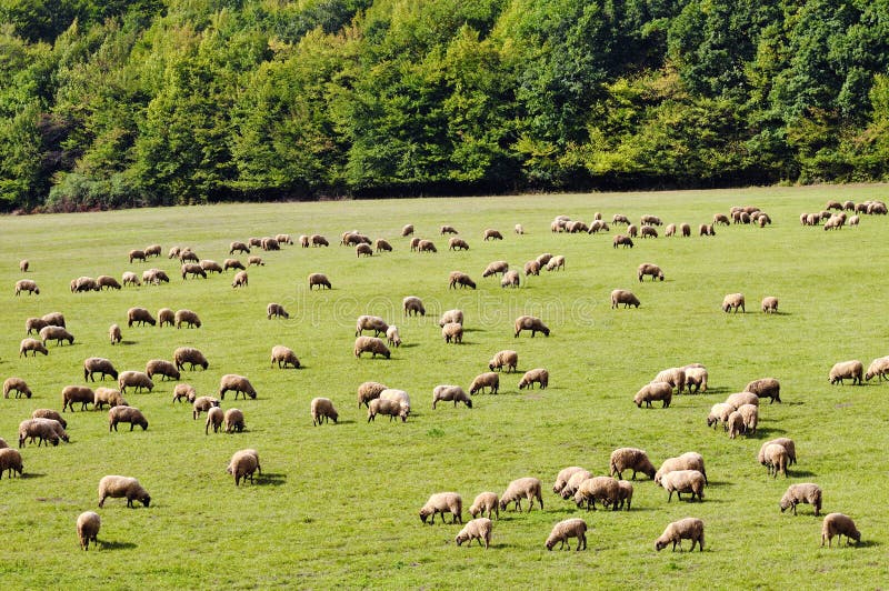 Sheep grazes