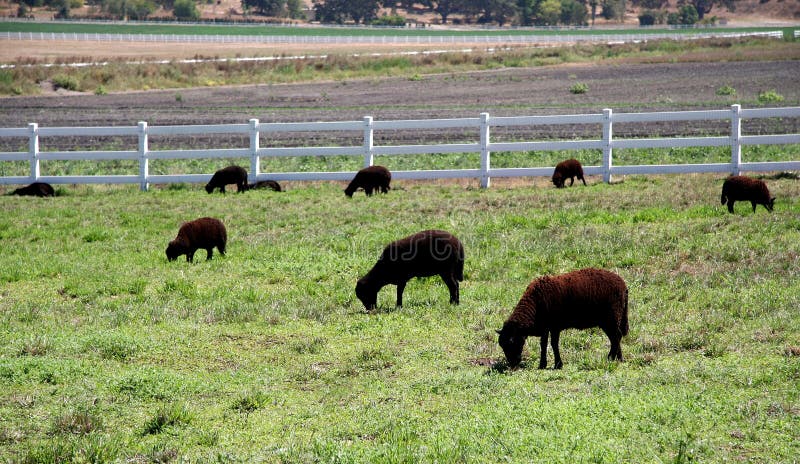 Sheep grazing on grass in a field stock photos