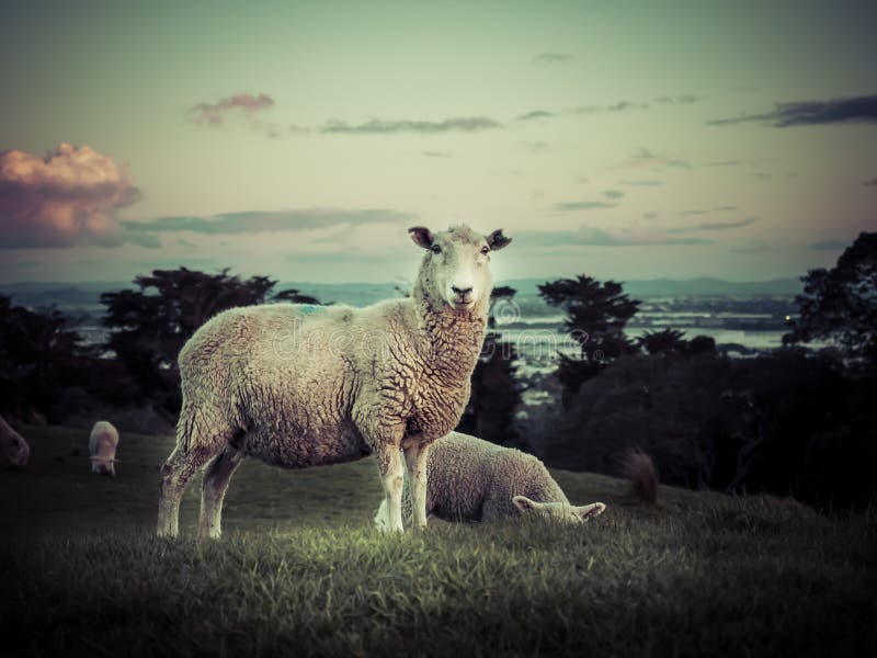 Sheep grazing in a grass field in sunset. New Zealand. Copy space provided.