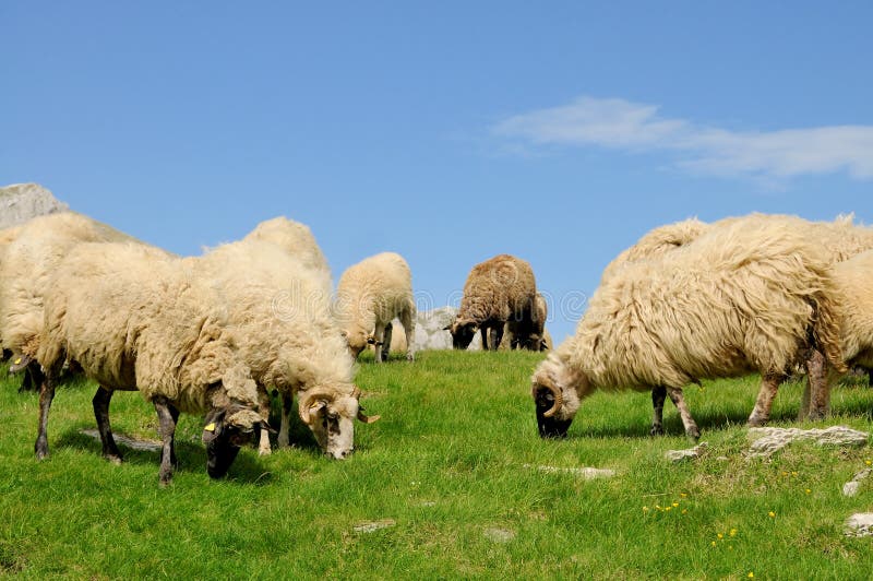 Sheep grazing grass on mountain