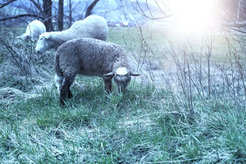 Sheep grazing on the green field during spring season.