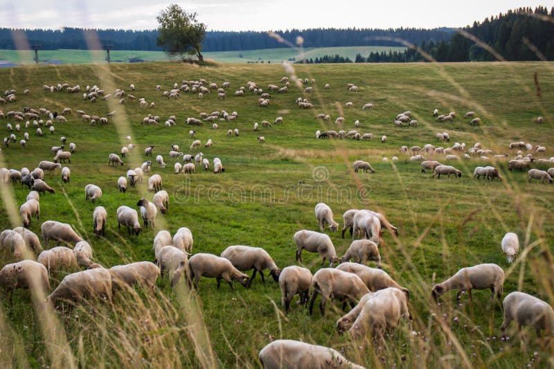 Sheep grazing in the green meadow in Slovakia.