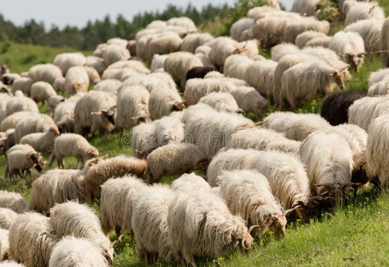 Sheep grazing on a steep slope of Kellerjoch, North Tyrol, Austria Stock  Photo - Alamy