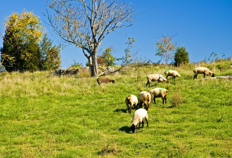 Sheep Grazing on a in East Frisia Ostfriesland,Germany, on the North