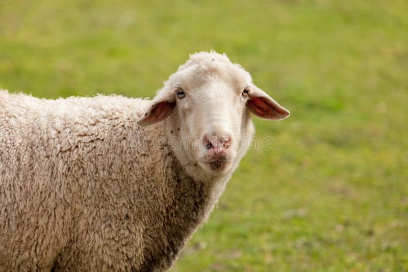 Sheep grazing in the meadow with green grass