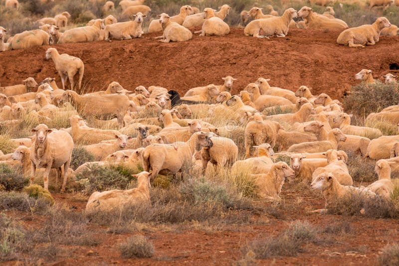 Sheep Grazing in Northern Arizona. Stock Photo Image of open