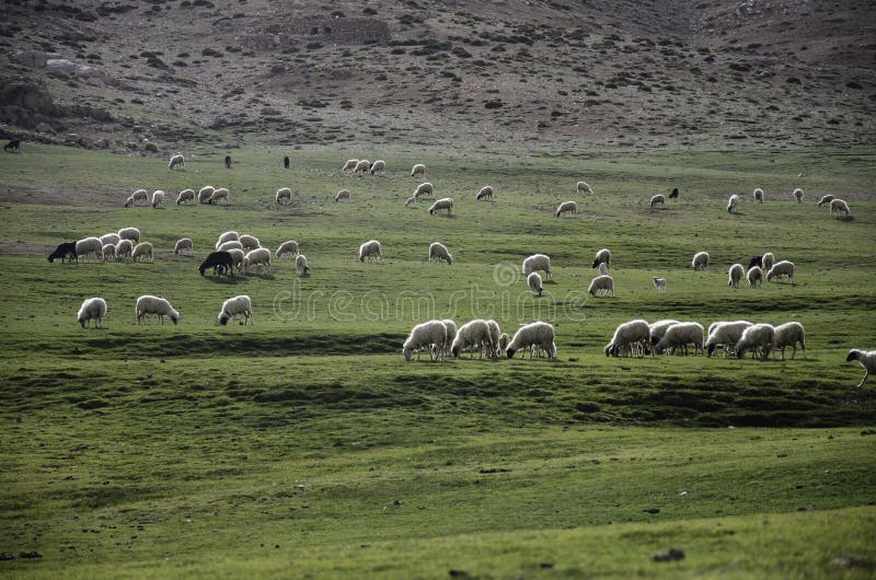 sheep grazing over the field with green grass from the High Atlas mountains Morocco