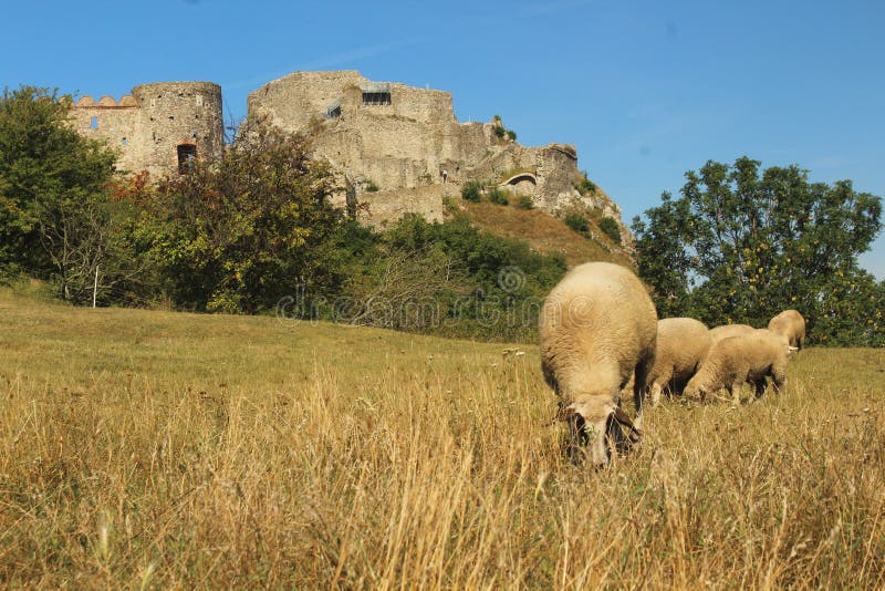 Ovce pasoucí se na pastvinách před starobylým hradem v létě