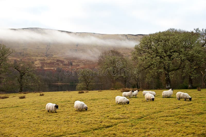 Sheep grazing in Scotland