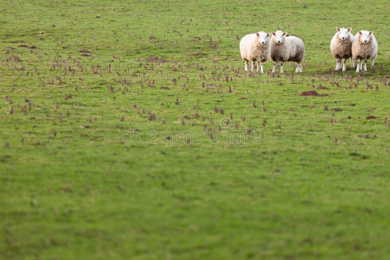 Sheep in Green Field