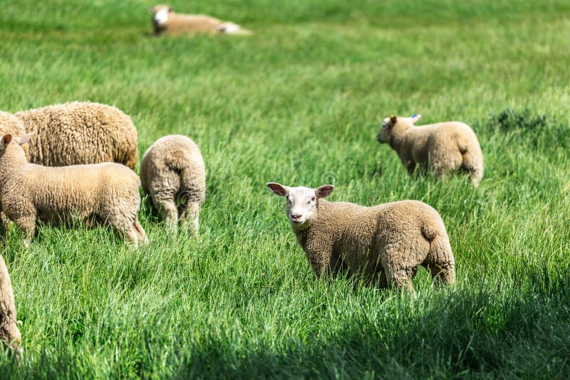 Sheep with green grass in New Zealand