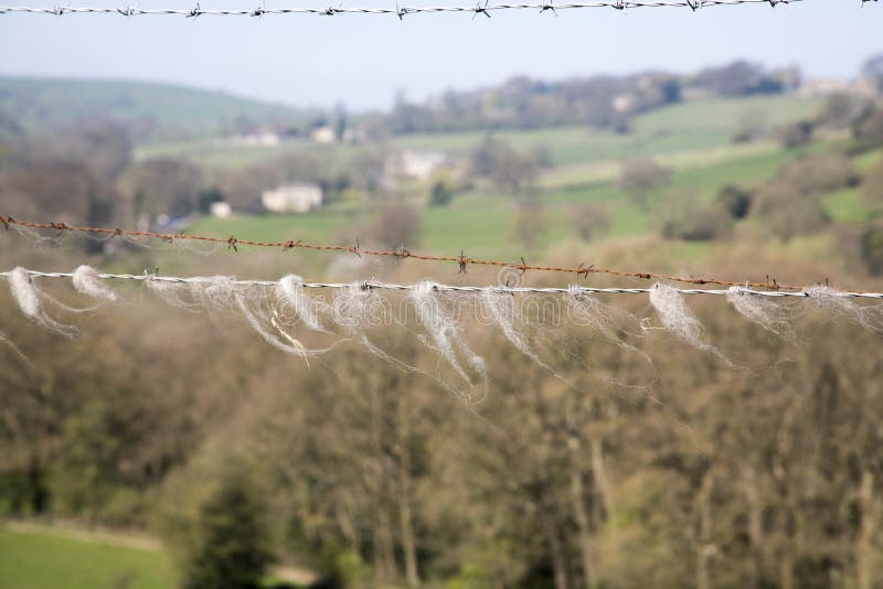 Sheep Hair on Barbed Wire stock photo. Image of caught 90182824