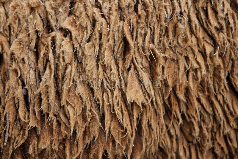 Sheep hair (Texture) stock photo. Image of mammal, shearing - 23540526
