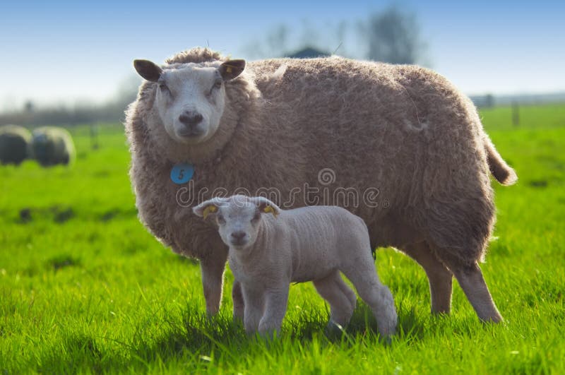 Sheep and her cute little lamb stock photo Sheep and her cute little lamb stock photo