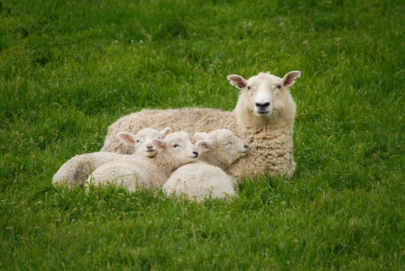 108 Cuddling Lamb Stock Photos Free & RoyaltyFree Stock Photos from Dreamstime