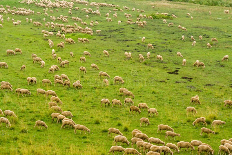 Sheep herd