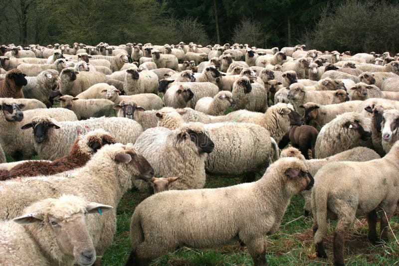 Sheep Herd