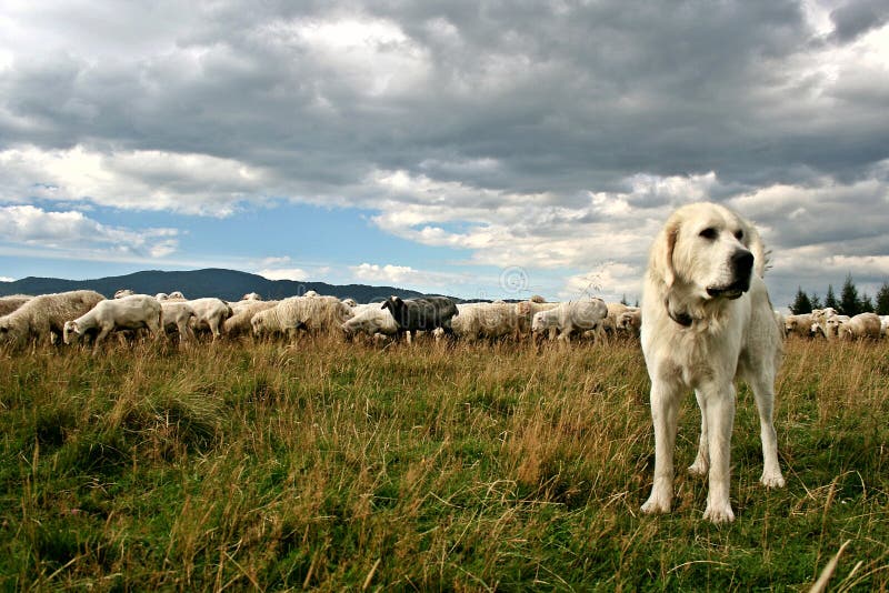 Sheep Herd On Beautiful Mountain Pasture