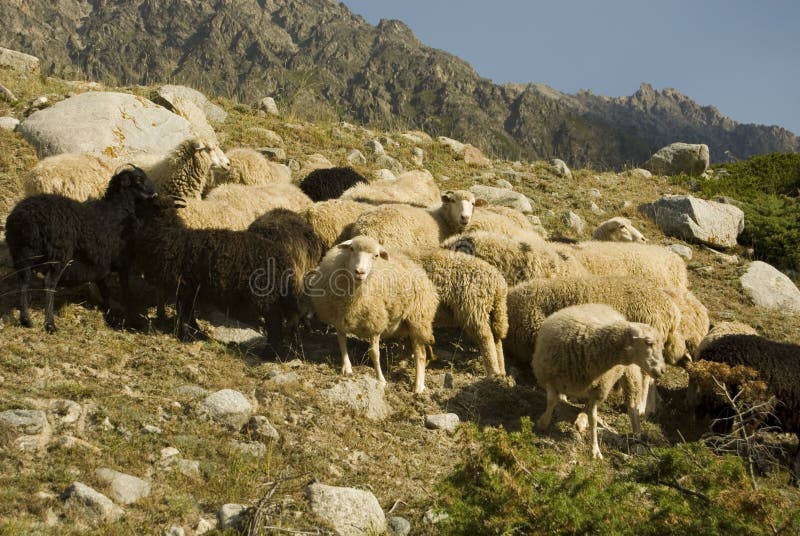 Sheep herd closeup