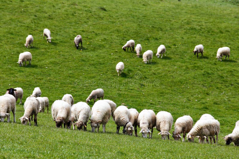 Sheep herd in a green meadow. Spring fields and meadows