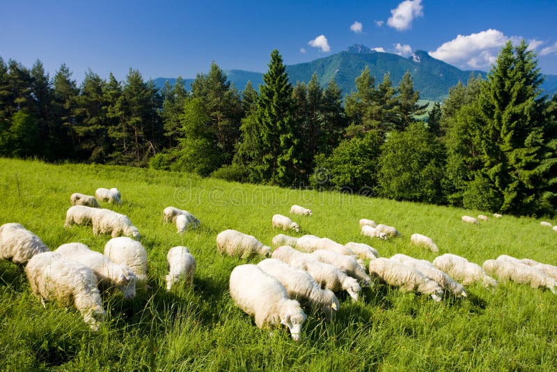 Stádo ovcí, Malá Fatra, Slovensko